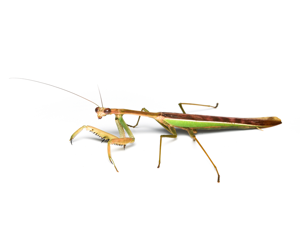 Tenospilota nova