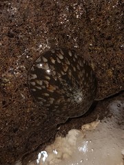 Cellana testudinaria