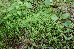 Lobelia chinensis