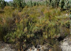 Protea witzenbergiana