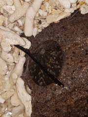 Cellana testudinaria