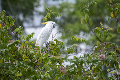 Cacatua