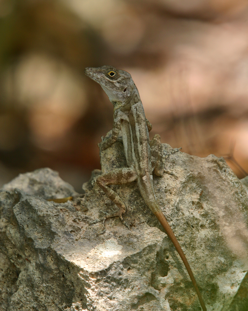 Isla Beata Anole