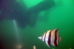 Chelmonops truncatus