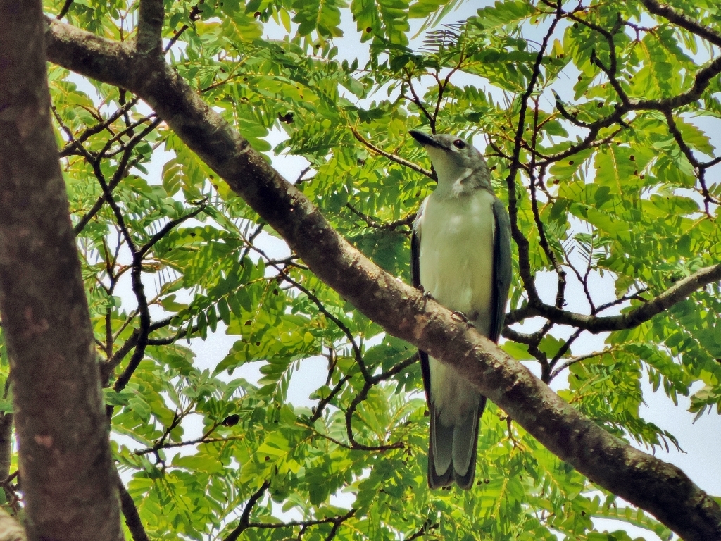 White-breasted Cuckooshrike (Ceblepyris pectoralis)