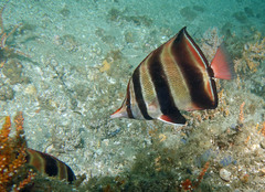 Chelmonops truncatus