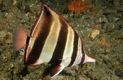 Chelmonops truncatus