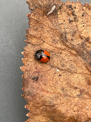 Cream-spotted Ladybird photographed in Alaska