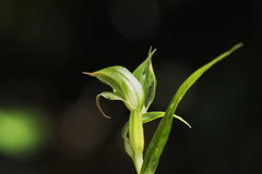 Pterostylis porrecta