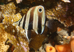 Chelmonops truncatus