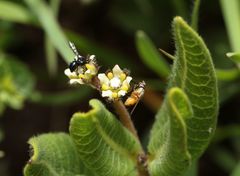 Xysmalobium parviflorum