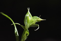 Pterostylis porrecta