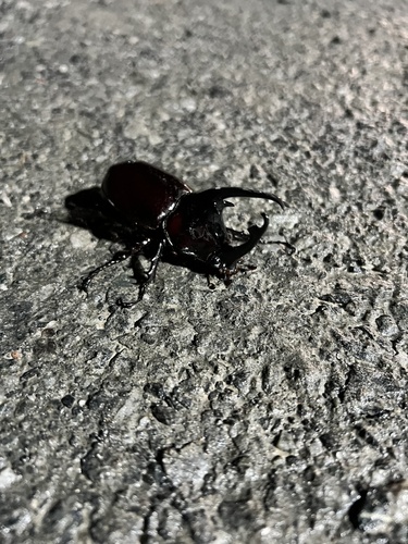 Centaurus Beetle