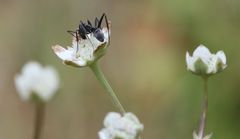 Alepidea