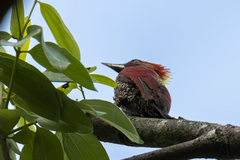 Chrysophlegma miniaceum