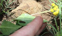 Xysmalobium tysonianum