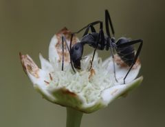 Alepidea