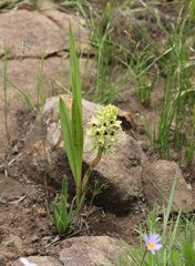 Orthochilus foliosus