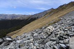 Notothlaspi rosulatum