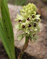 Orthochilus foliosus