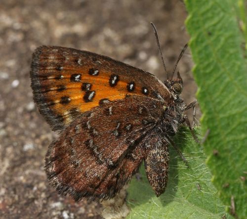 Susan's Copper