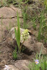 Orthochilus foliosus