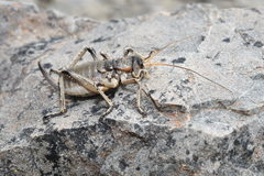 Deinacrida connectens