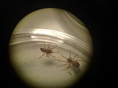 Ostearius melanopygius