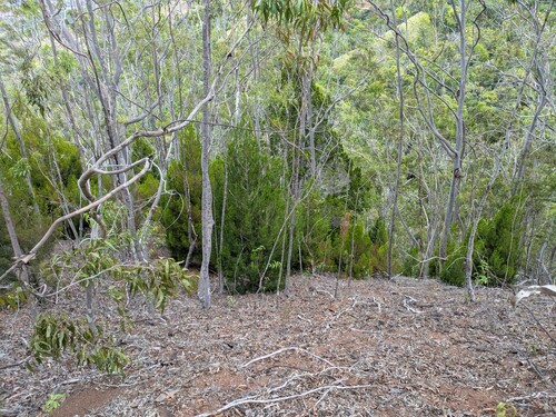 Juniperus observed 2025-10-10