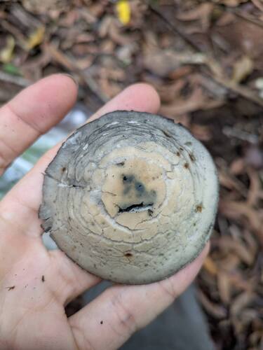 Panaeolus cyanescens, 2025-10-10