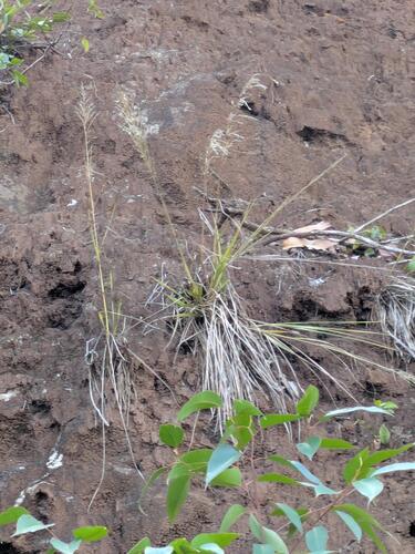 Eragrostis variabilis, photograph 1