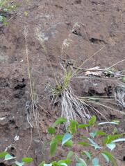Eragrostis variabilis, photograph (c) Kevin Faccenda, some rights reserved (CC BY)