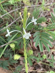 Chascanum hederaceum natalense