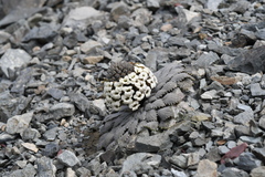 Notothlaspi rosulatum