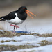 South Island Pied Oystercatcher - Photo (c) Ben Weatherley, some rights reserved (CC BY-NC), uploaded by Ben Weatherley