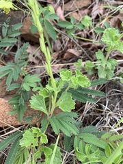 Chascanum hederaceum natalense