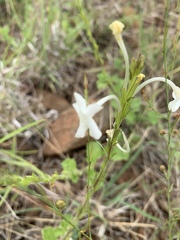 Chascanum hederaceum natalense