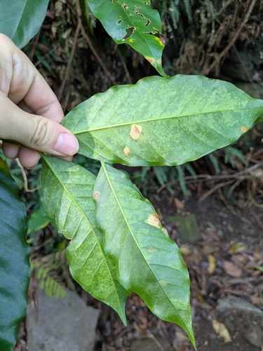 Hemileia vastatrix, 2025-10-10