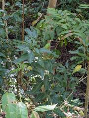 Sapindus oahuensis, photograph (c) Kevin Faccenda, some rights reserved (CC BY)