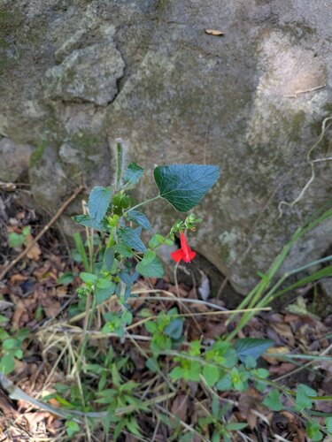 Salvia coccinea observed 2025-10-10