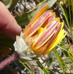 Arctotis angustifolia