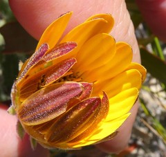 Arctotis angustifolia
