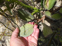 Arctotis angustifolia