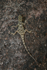 Anolis brevirostris