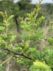 Vachellia swazica