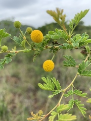 Vachellia swazica