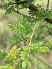Vachellia swazica