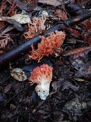 Ramaria stuntzii