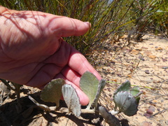 Arctotis angustifolia
