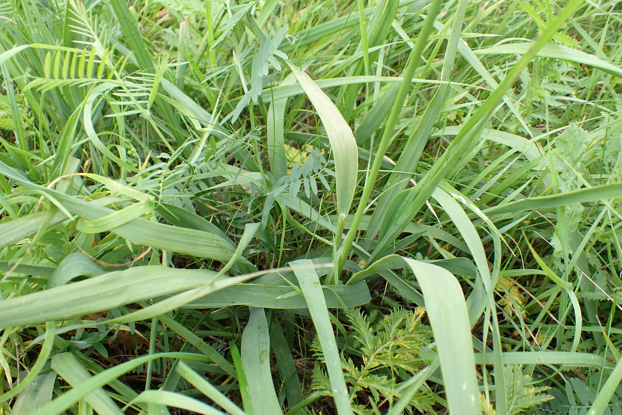 Purple Moor Grass (Molinia arundinacea)